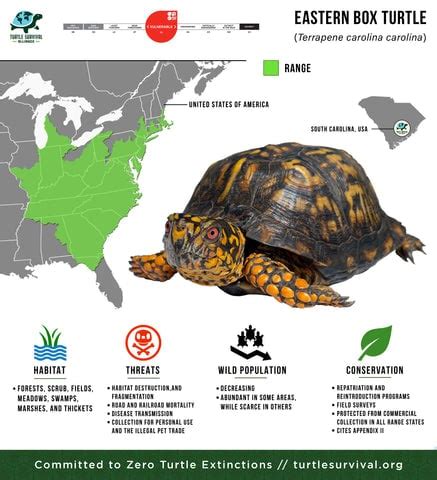 eastern box turtle distribution map|eastern box turtle fact sheet.